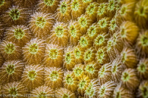 "Grooves"
A Close up of Star Coral. by Dusty Norman 